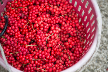 Schisandra chinensis or five-flavor berry. Fresh red ripe berries