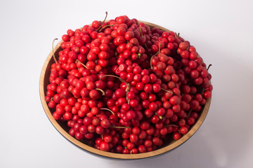 Schisandra chinensis or five-flavor berry. Fresh red ripe berries
