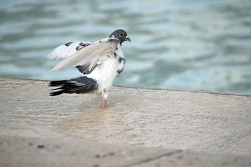 pigeon on rock