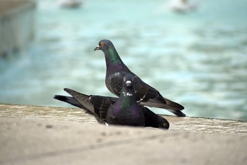 pigeon on rock