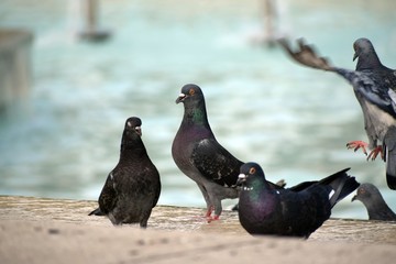pigeon