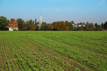 Fototapeta na wymiar bright greens of young plantings of vegetables on a farmer's field against the backdrop of an autumn village with a church in the background