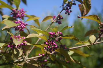 Fototapeta na wymiar Beautyberry bush with ripe purple berries on branch against blue sky. Callicarpa bodinieri bush in the garden on autumn season