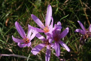 Wild purple crocuses int he meadow on autumn season on a sunny day