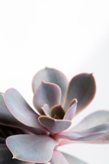 Succulent plant Echeveria Perle von Nurnberg