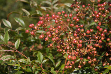 Close-up of Nandina domestica bush with red berries. Heavenly bamboo in the garden on a sunny day