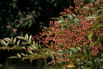 Nandina domestica bush with red fruits against dark background. Heavenly bamboo in the garden on a sunny day