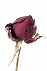 Rose red bud dried extrme close-up macro blurred shallow depth of field