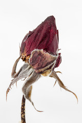 Rose red bud dried extrme close-up macro blurred shallow depth of field