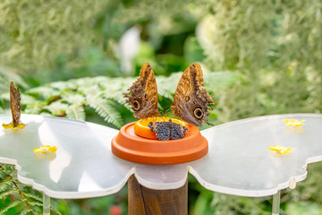 Various butterflies feed in the Butterfly House