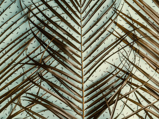 Striped of tropical palm leaf, Vintage tone, Natural pattern