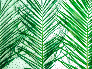 Green Tropical palm foliage close up