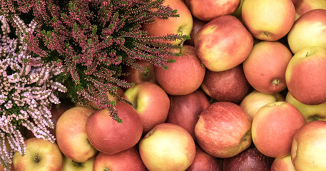  Composition with apples and pumpkins. Healthy food concept