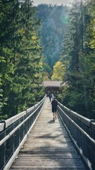 bridge in the forest