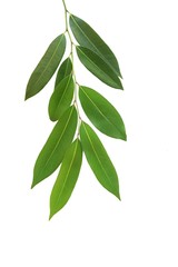 Green leaves of Devil Tree or White Cheesewood isolated on white background.