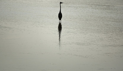 Isolated heron over the water looking to the right