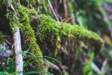 Mountaintrip in the Alps