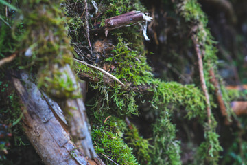 Mountaintrip in the Alps