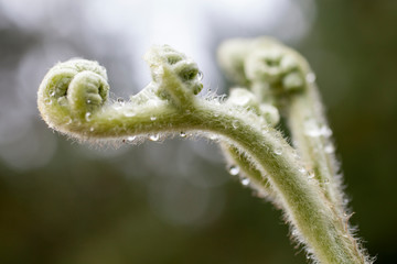 Dew drops on the new leaves of a fern.