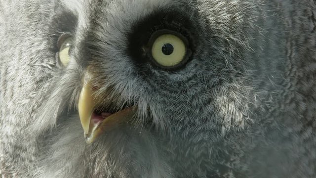 Extreme close up of a Great Grey Owl looking around and gular fluttering to cool