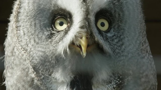Close up of a Great Grey Owl turning towards camera and gular fluttering to cool down