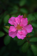 Pink roses are wither have green and black background