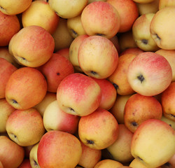 Apples background. Fresh red and yellow apples texture