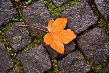 a yellowish leaf on the pavement