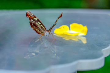 Various butterflies feed in the Butterfly House