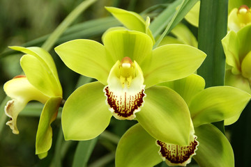 Blooming Green Cymbidium Orchid Flowers - obrazy, fototapety, plakaty