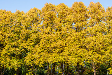 Lindenbäume  im Herbst gelb gefärbt