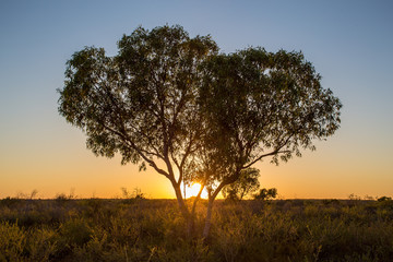 Obraz na płótnie Canvas Baum in der Wüste vor dem Sonnenaufgang