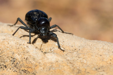 Darkling beetle on a rock in the dry, hardy Biedouw Valley, South Africa