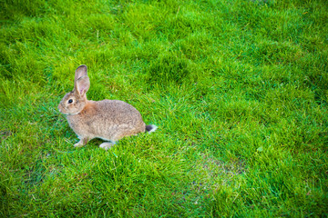 Obraz premium One rabbit eats grass in garden