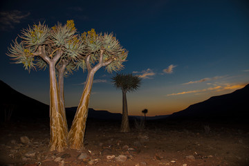 Quiver trees at sunset in the Biedouw Valley South Africa.