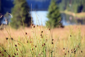 grass on a background of blue lake