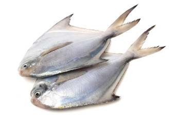 fresh pomfret isolated on a white background 