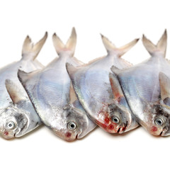 fresh pomfret isolated on a white background 