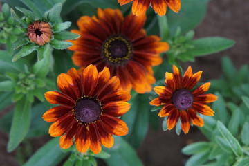 Rudbeckia chocolate orange 