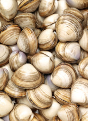 fresh raw Surf clam background