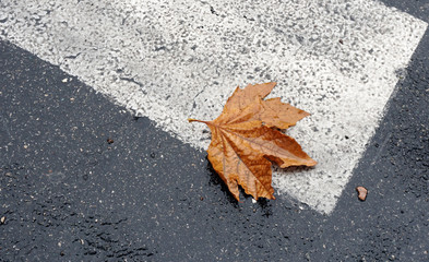 Fallen dead yellow leaf lies on a wet crosswalk. Symbol of a came autumn