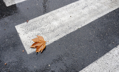 Dead wet yellow leaf lies on a crosswalk. Symbol of a came autumn