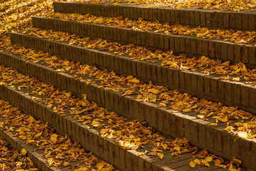 ein Steintreppe mit Herbstlaub