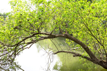 Fototapeta premium green tree over riverbank