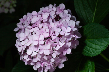 Obraz premium Hortensia de color lila.