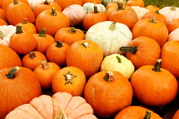 The symbol of autumn is a different big pumpkins