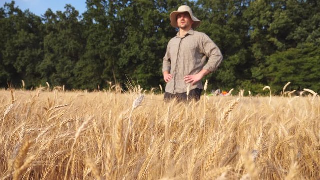 Male farmer examining barley meadow at sunny day. Young agronomist standing in wheat field and exploring golden plantation. Concept of agricultural business. Low view Slow motion