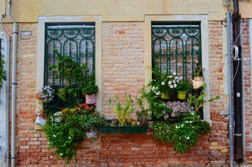 Fototapeta na wymiar arrangement of flowers in pots, located between two windows