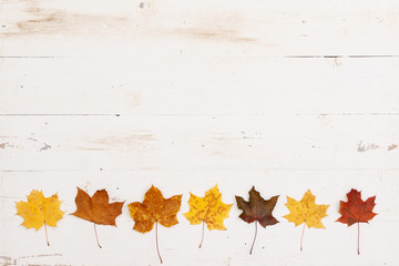 Yellow, orange and red maple leaves lie on the bottom edge on a white wooden table. Autumn concept - Powered by Adobe