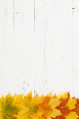 Maple leaves of different colors lie on the bottom edge of a wooden table. Top view on maple...